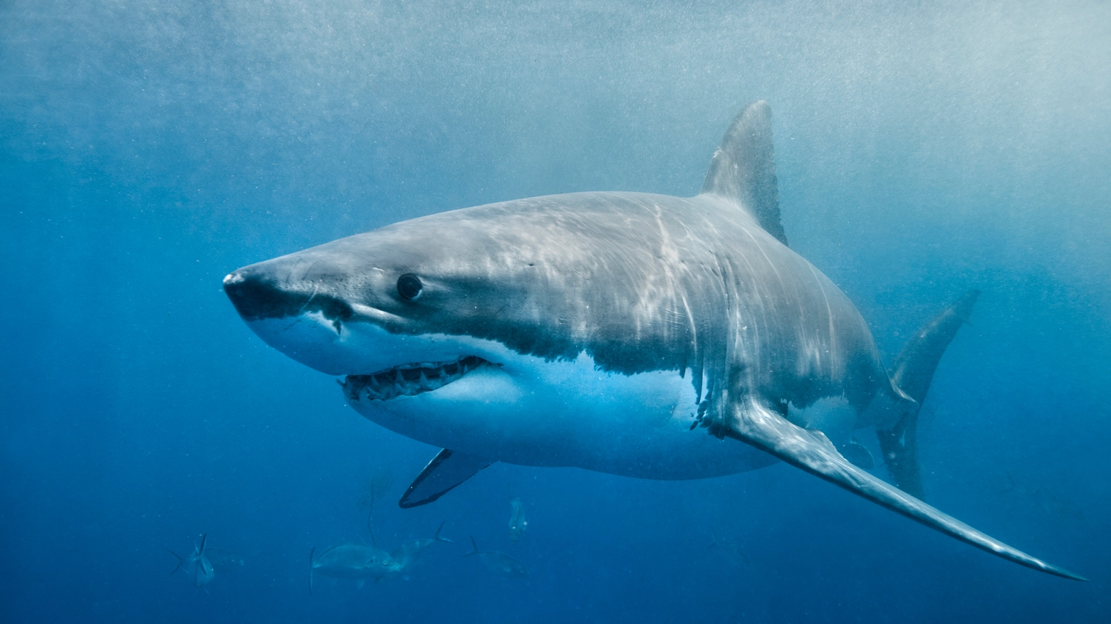 Grande squalo bianco (Getty Images)