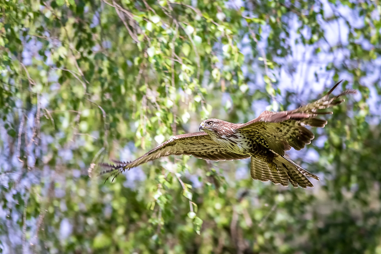 Liberazione degli uccelli all'Oasi WWf di Vanzago