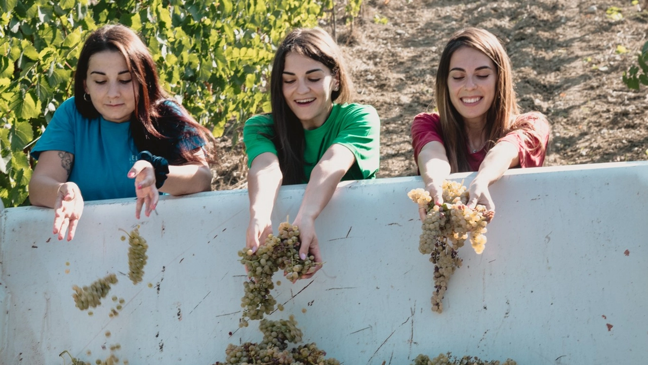 Velenosi, il vino è donna e felicità: ecco Extraordinary e il Pecorino di Montagna