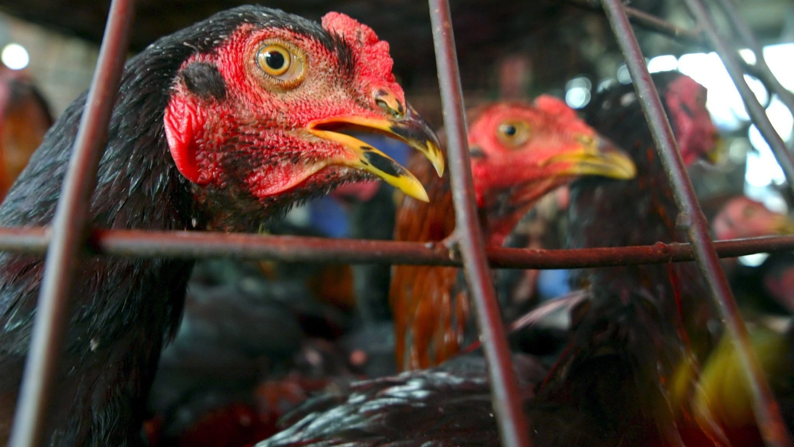 Aviaria: ultimi casi umani di infezione negli allevamenti di polli in Colorado