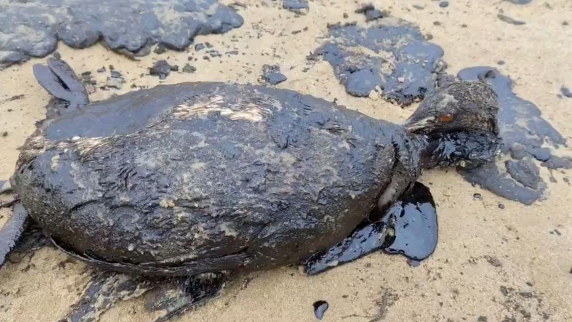 Petroliere russe affondate nel Mar Nero, “La macchia di petrolio copre già 60 chilometri di costa. Morti gli uccelli contaminati”