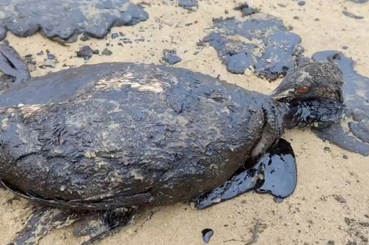 Un uccello coperto di petrolio su una spiaggia vicino ad Anapa