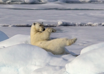 Orso polare ucciso in Islanda: era arrivato dalla Groenlandia ‘a bordo’ di un iceberg