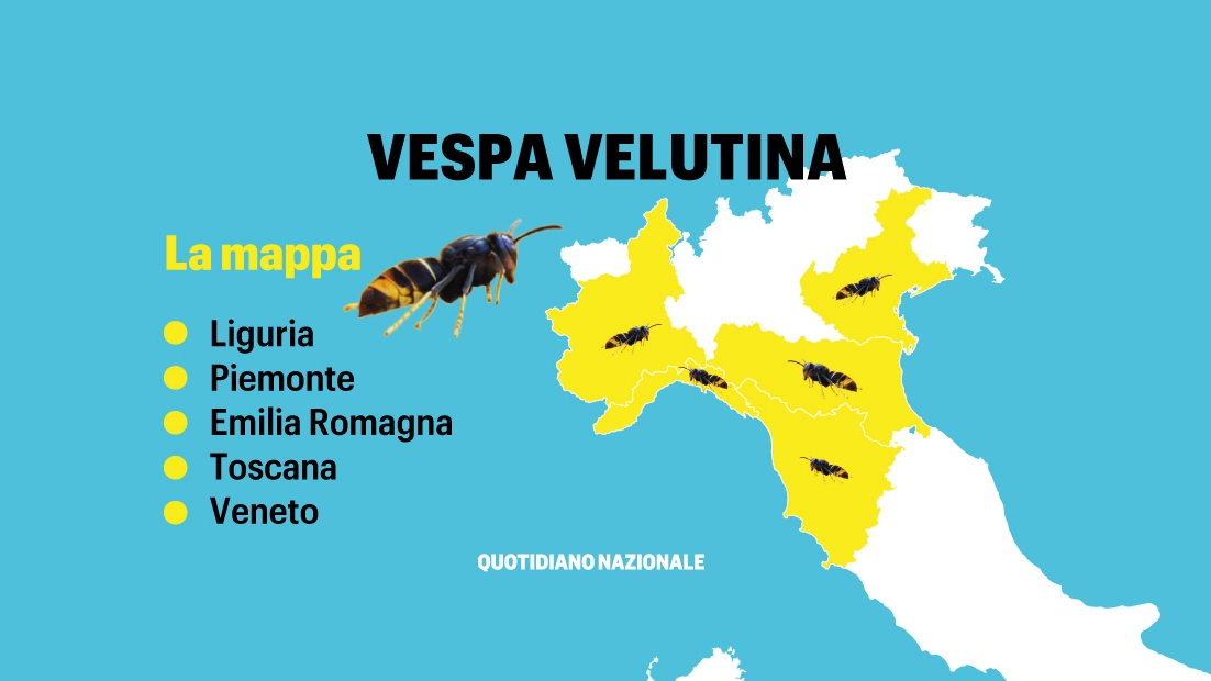 Vespa velutina, la mappa: ecco dove sono i nidi in Italia