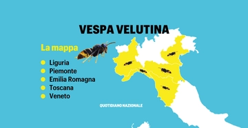 Vespa velutina, l’invasione in Italia: nidi in 5 regioni, ecco dove. La regina che ha conquistato l’Europa