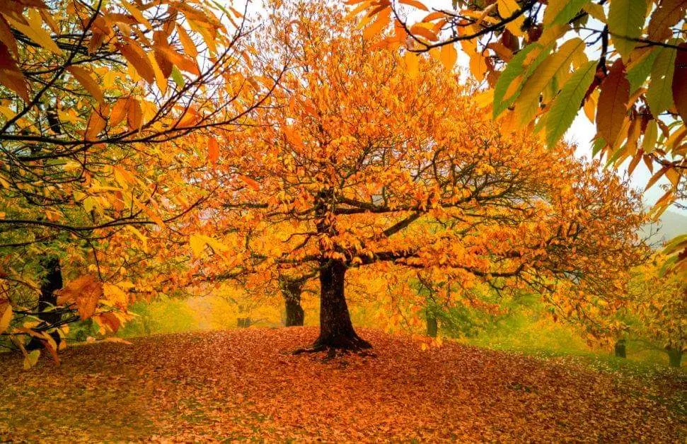 Autunno in Emilia-Romagna: 5 luoghi speciali dove ammirare il foliage