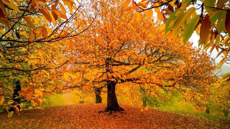 ASavio foliage autunnale foto archivio