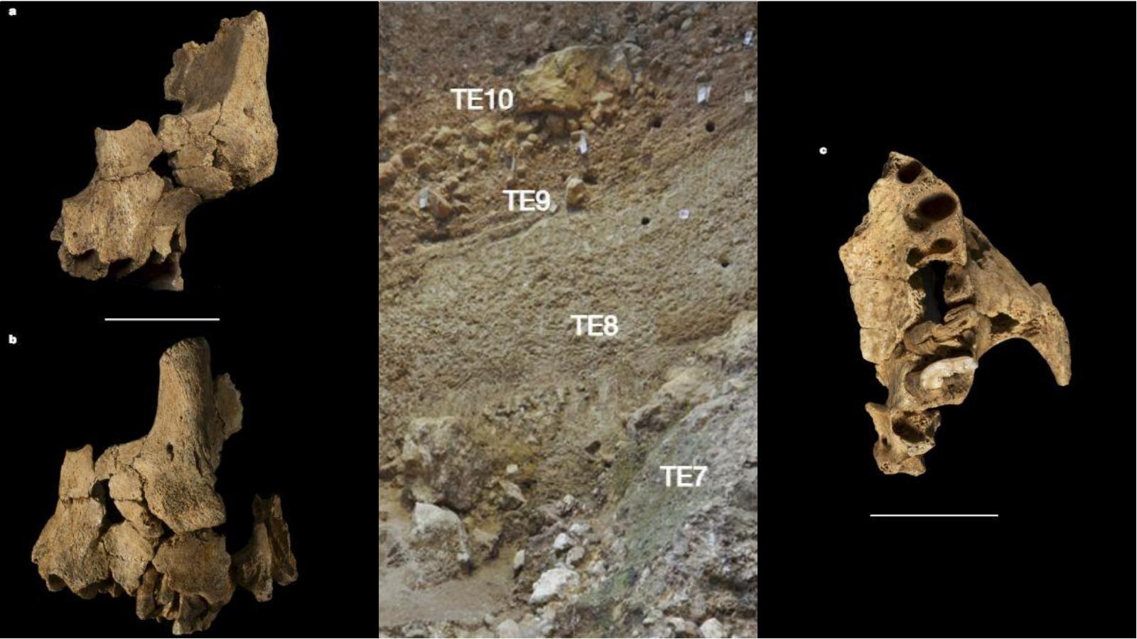 Dalla “Fossa dell’elefante” spuntano i resti di un uomo di 1,4 milioni di anni fa