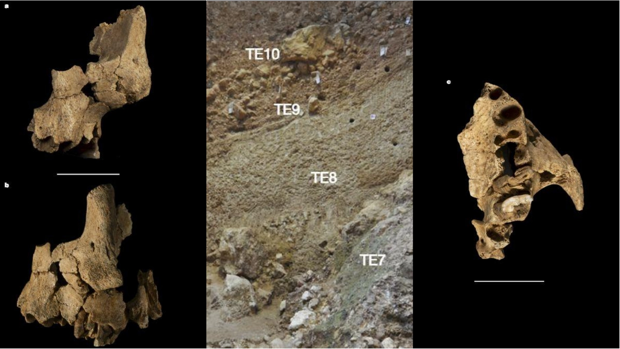 Dalla 'Fossa dell’elefante' spuntano i resti di un uomo di 1,4 milioni di anni fa