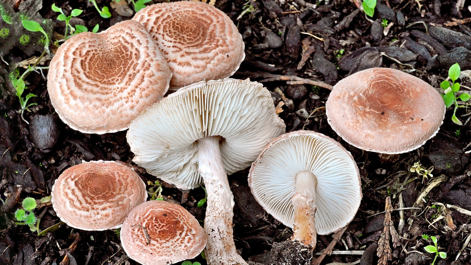 Piccole Lepiota (Lepiota josserandii), il micologo Nicolò Oppicelli: "Un bambino di 15 chili con 20 grammi di fungo può morire" (foto Nicolò Oppicelli)