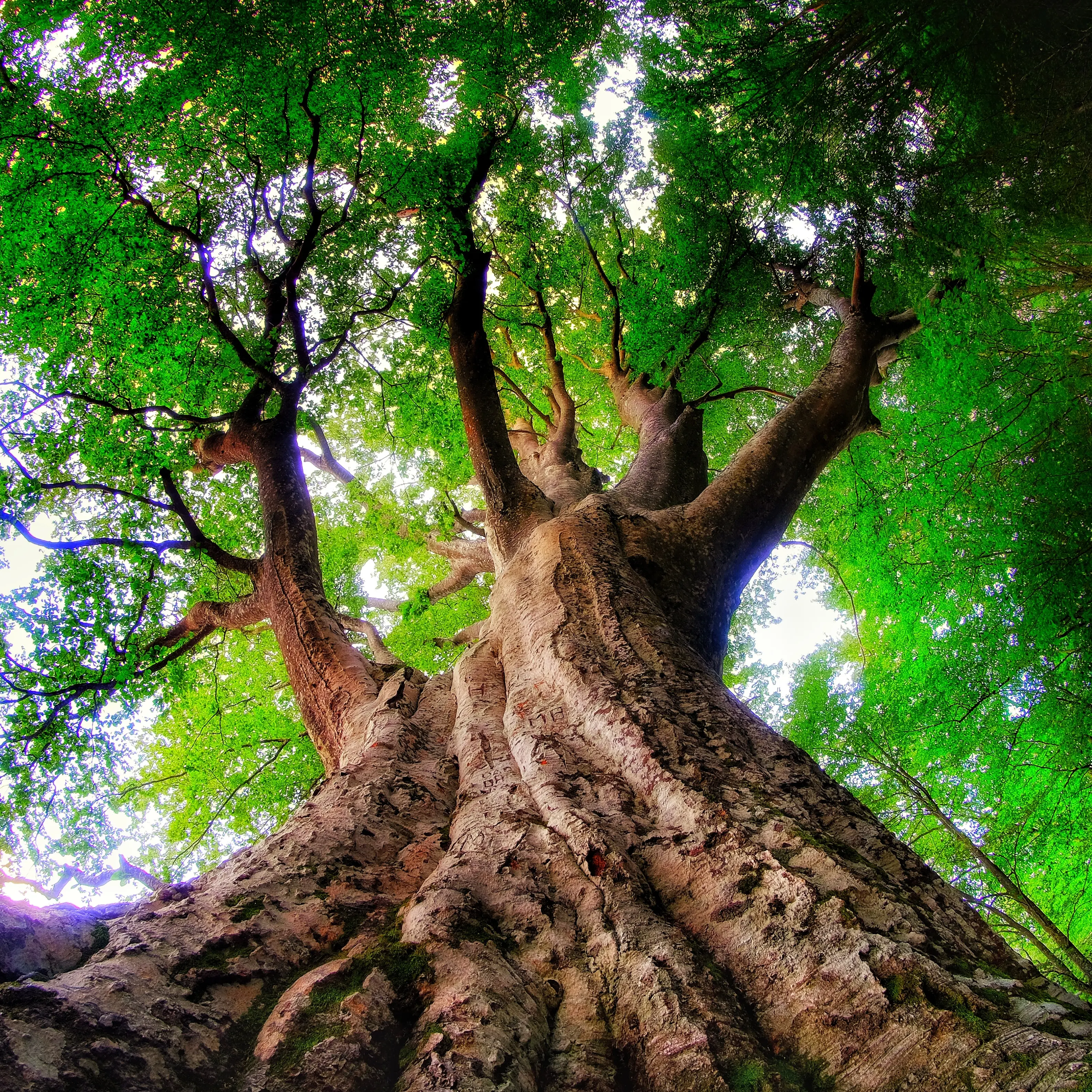 Alberi in Cammino, percorsi e spettacoli all’ombra dei giganti secolari dell’Appennino emiliano