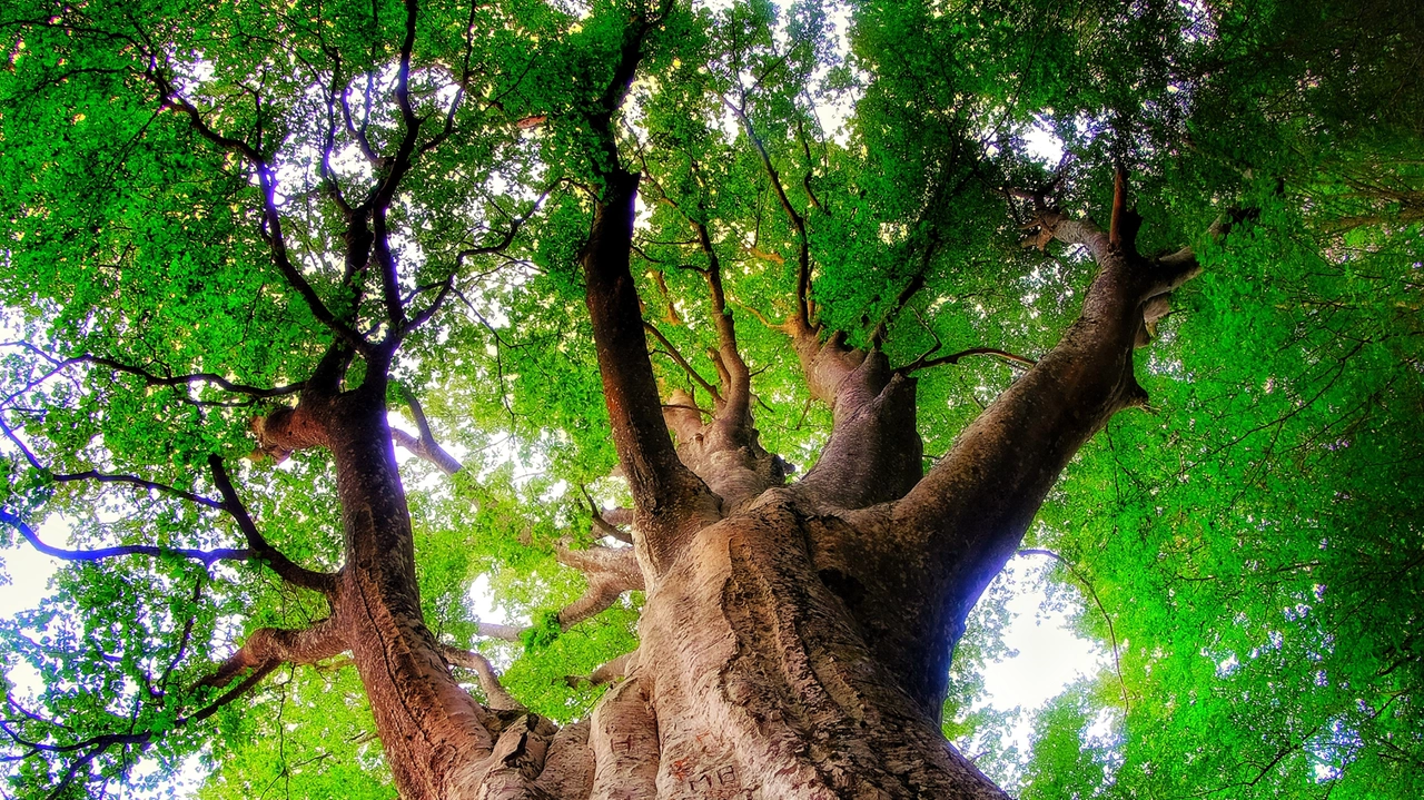 Alberi in Cammino - Il Grande Faggio, Monte Caio, Tizzano (PR) - Foto Alberto Zinelli, Apocromatico