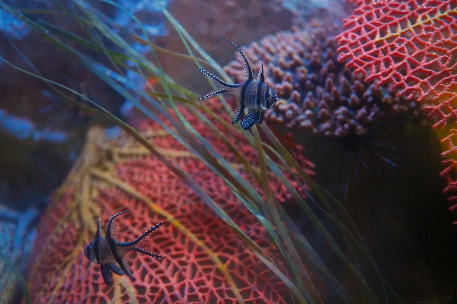 Il pesce Cardinale  di Banggai tra Gli illusionisti del mare a Gardaland Sea Life Aquarium