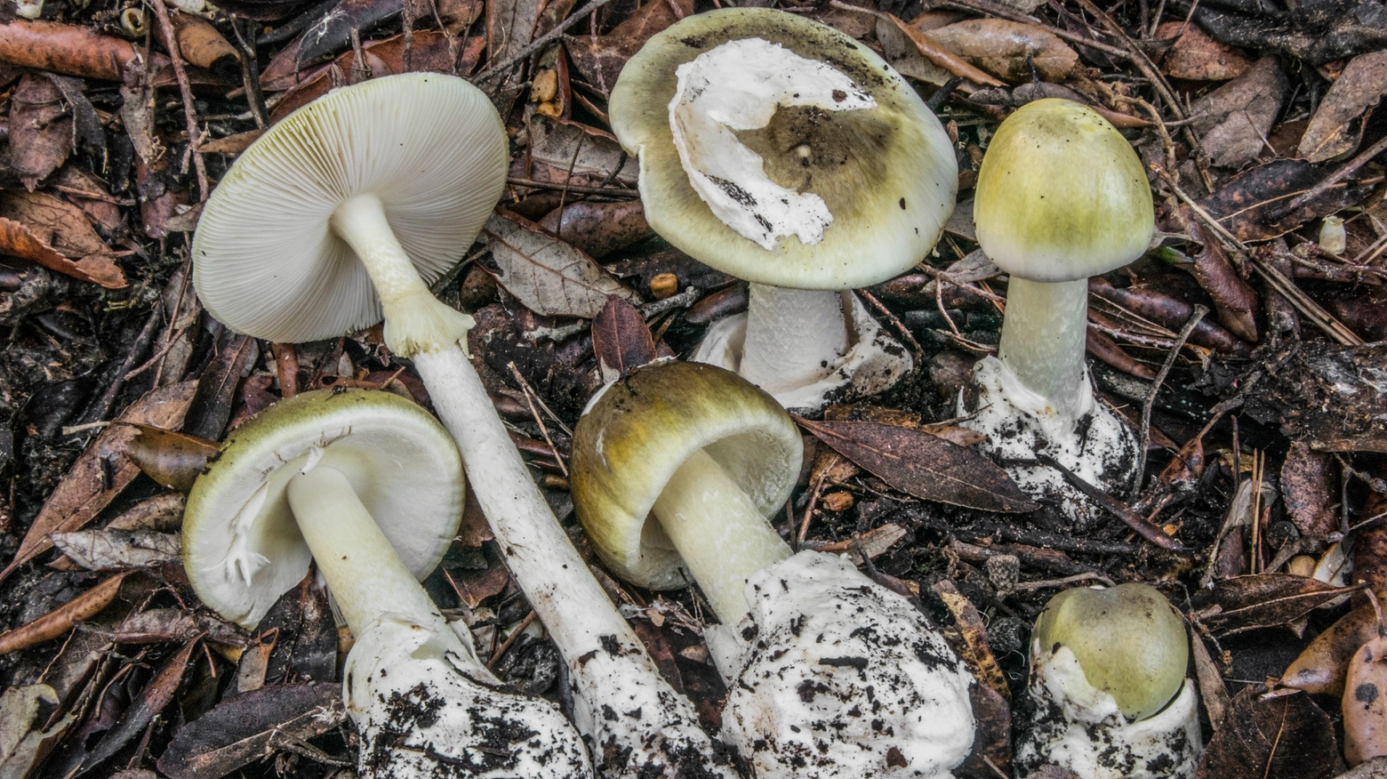 Amanita phalloides, il micologo Nicolò Oppicelli: "Basta un etto per uccidere una persona di 80 chili" (foto Nicolò Oppicelli)