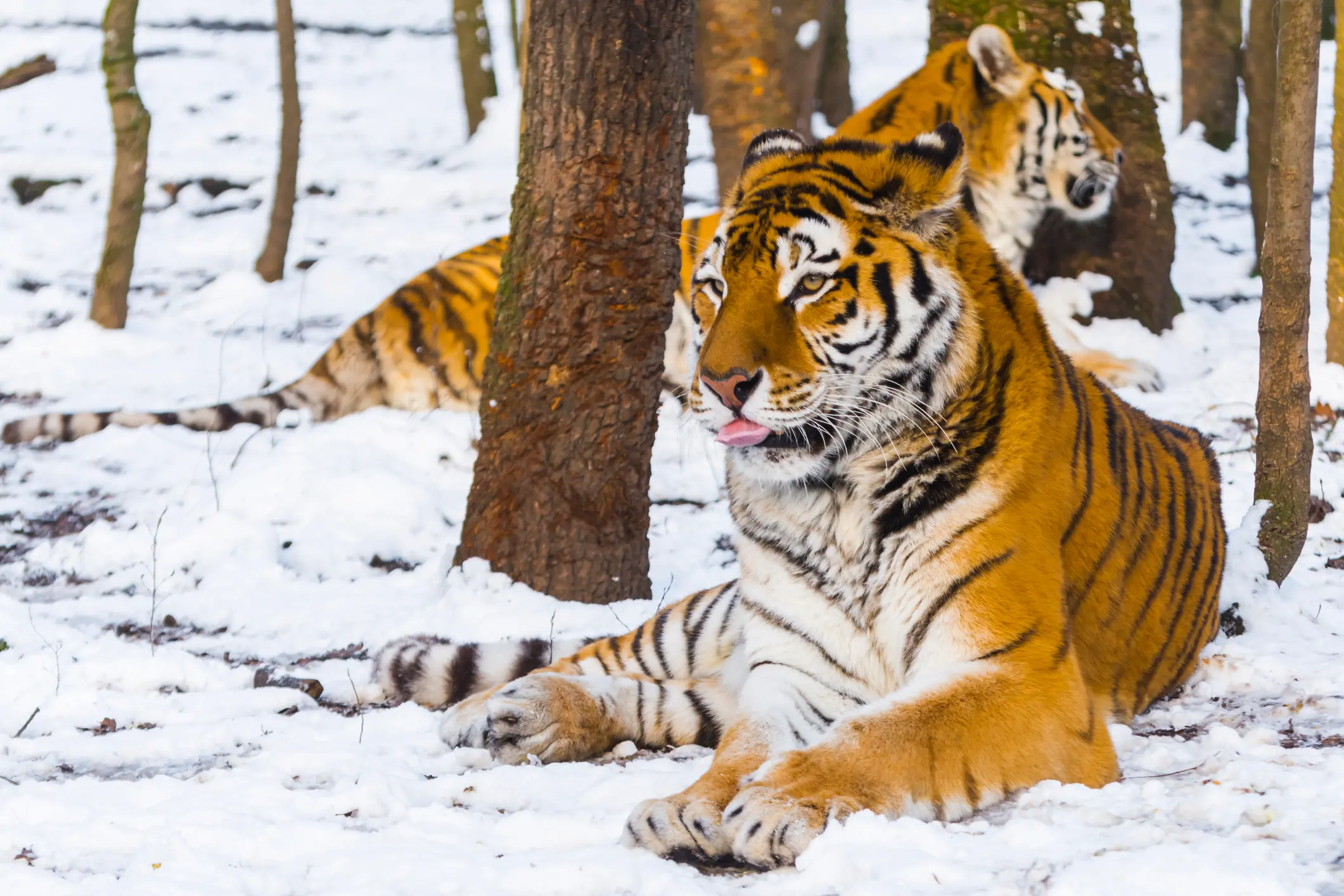 La tigre Boris percorre 200 chilometri per riunirsi alla compagna. Una speranza per il ripopolamento