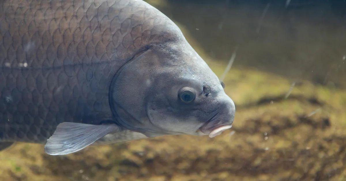 Lo strano caso del pesce bufalo: vive 127 anni e non invecchia (ma ora rischia di sparire)