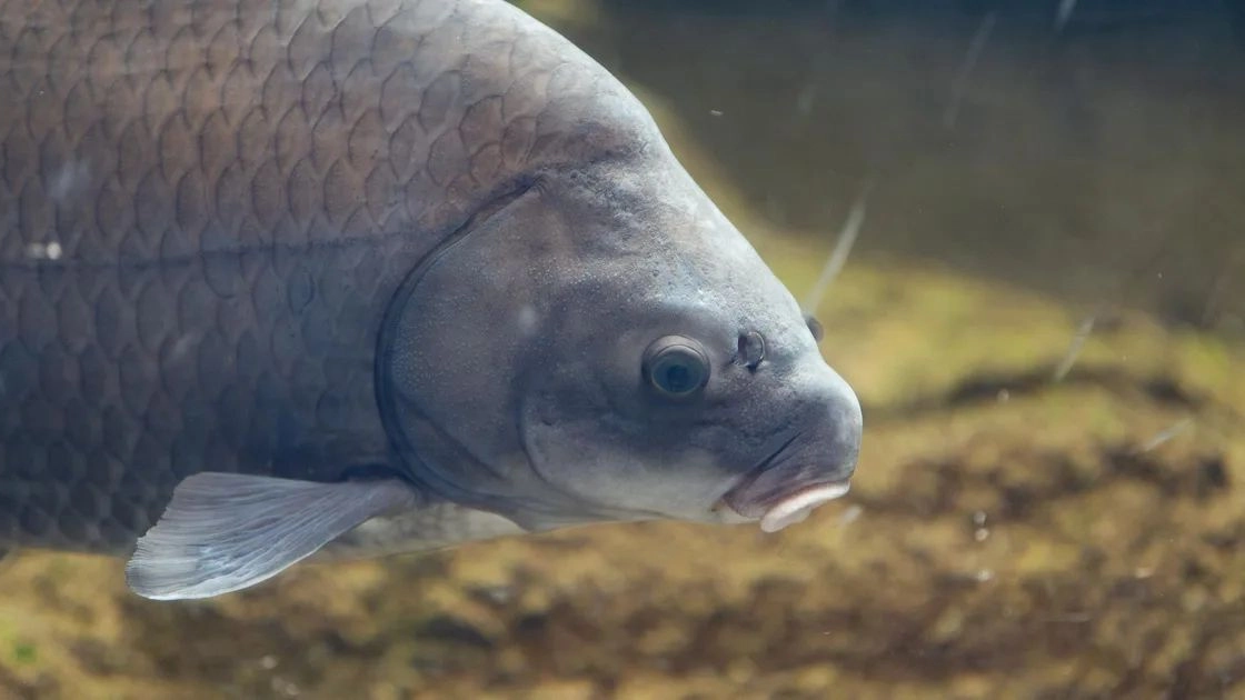 Un'immagine del pesce bufalo dalla bocca larga