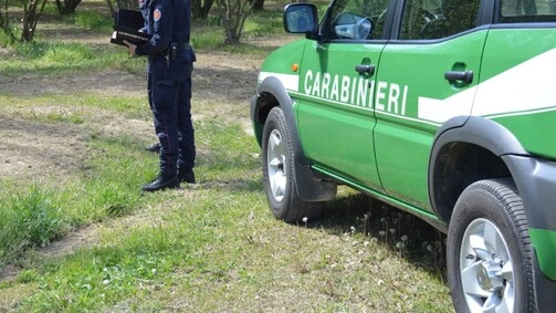 Carabinieri forestali (Foto repertorio Ansa)