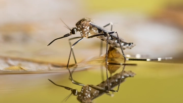 Zanzare, le più pericolose in Italia (anche per la Dengue). “Ecco come scelgono le vittime”