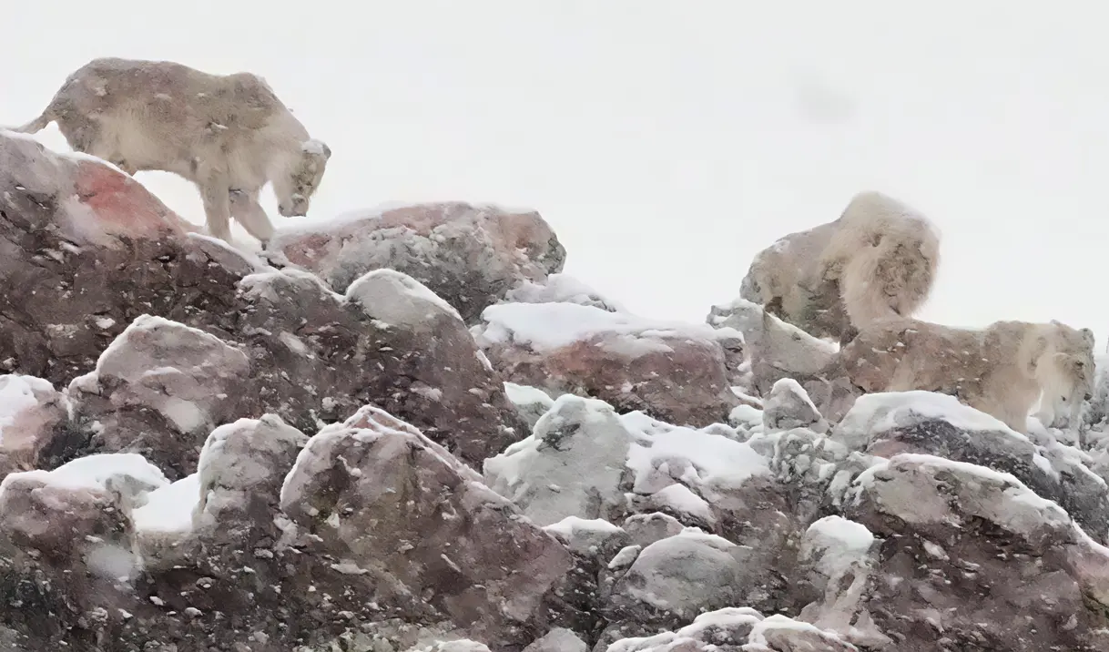 Sudafrica, safari sotto la neve