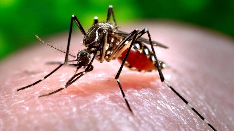 La Dengue viene trasmessa dalla puntura di alcuni tipi di zanzara (Foto Ansa)
