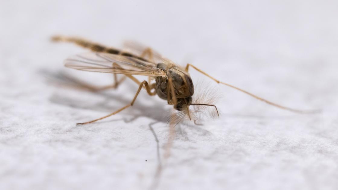 Zanzara della malaria in Italia, trovata in Puglia dopo mezzo secolo ...