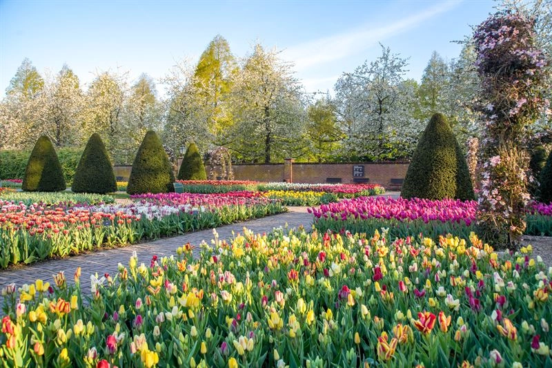 Oltre 1.600 le varietà di tulipano piantate dagli orticoltori