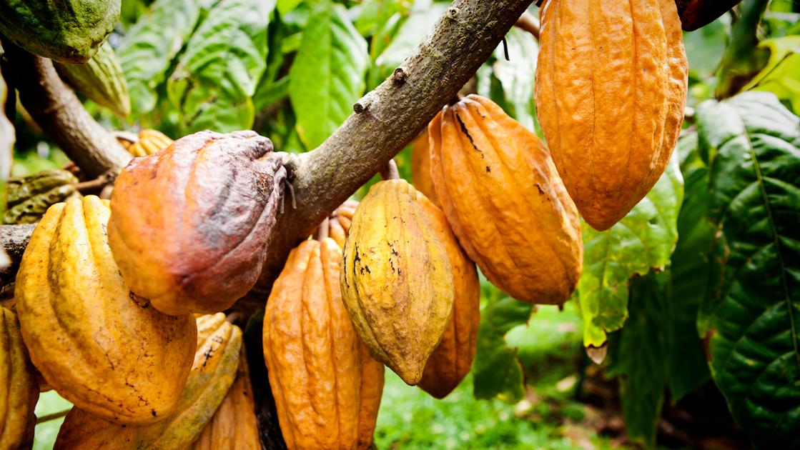 Prezzi da record per cacao e noci: le fluttuazioni delle materie prime secondo Areté