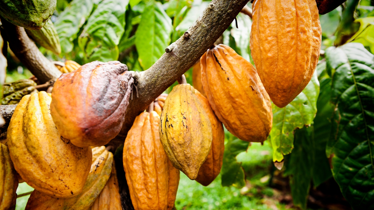 Le quotazioni del cacao sono alle stelle anche per gli eventi climatici estremi in Africa