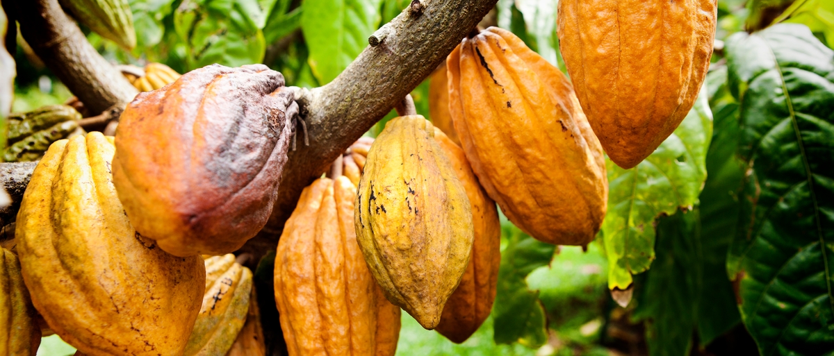 Prezzi da record per cacao e noci: le fluttuazioni delle materie prime secondo Areté