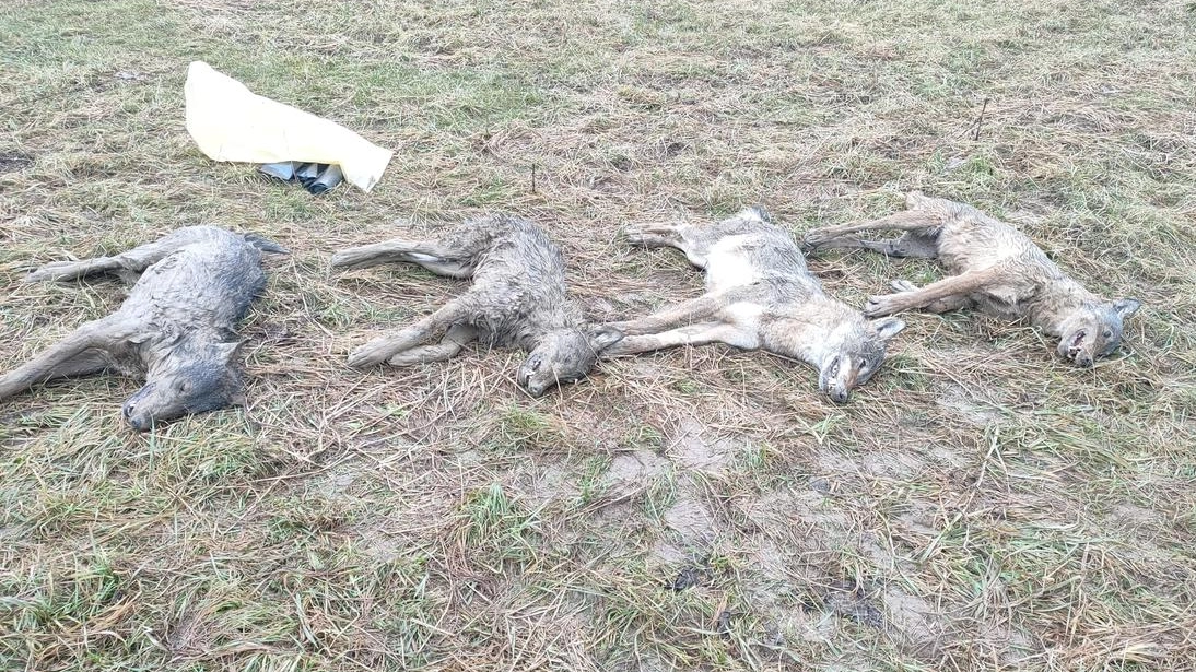 Le carcasse dei quattro lupi ritrovate in Trentino