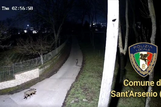 Lupi a passeggio per il centro di Sant'Arsenio, comune nel Salernitano