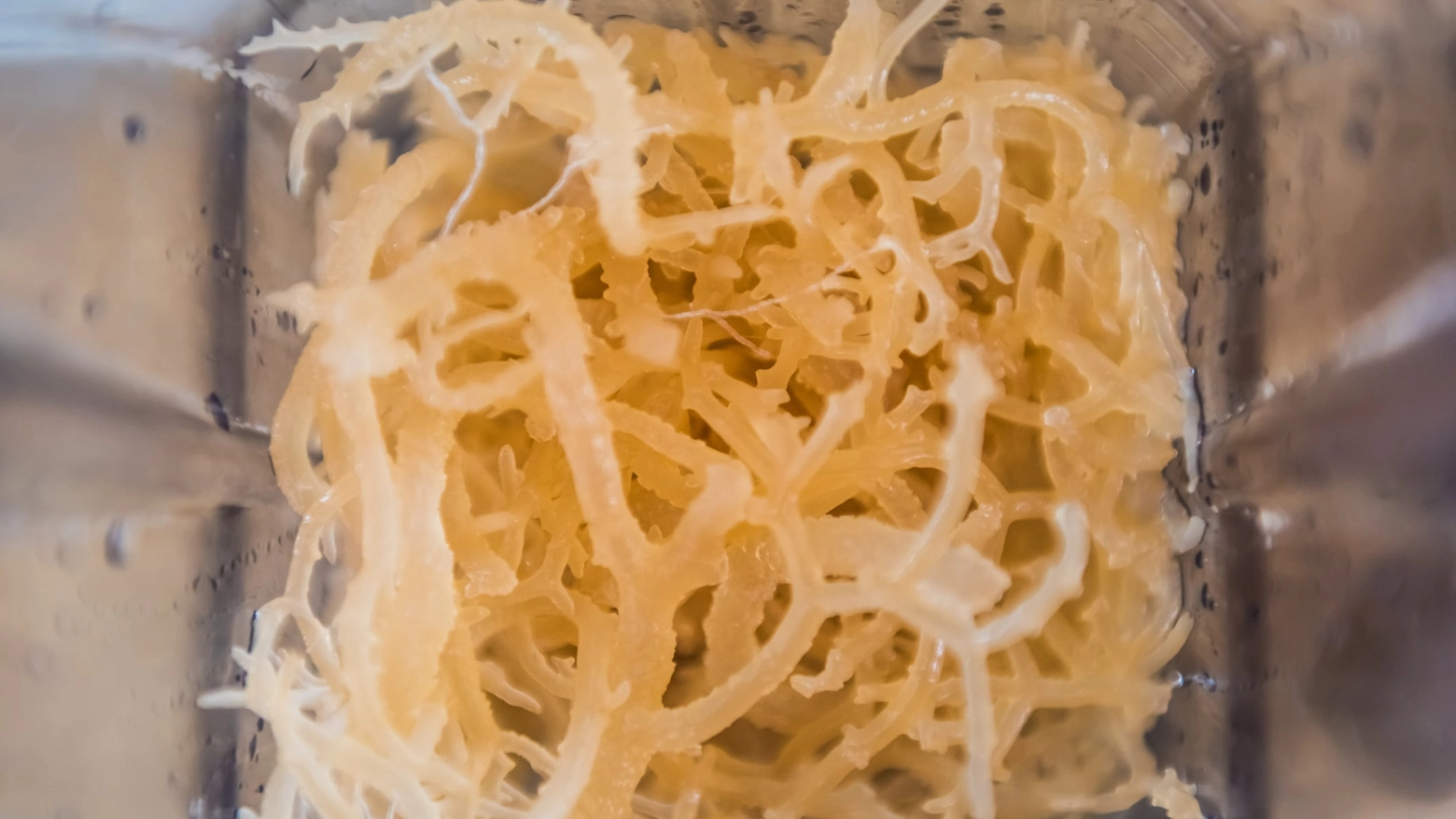 Macro closeup of fresh clear irish moss seaweed in blender