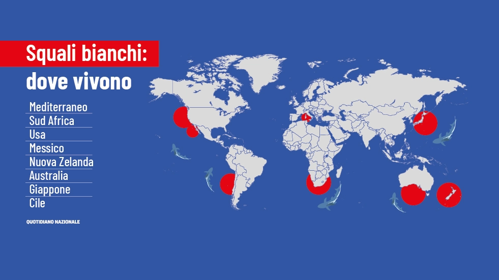 Squali bianchi: ecco gli 8 hot spot nel mondo