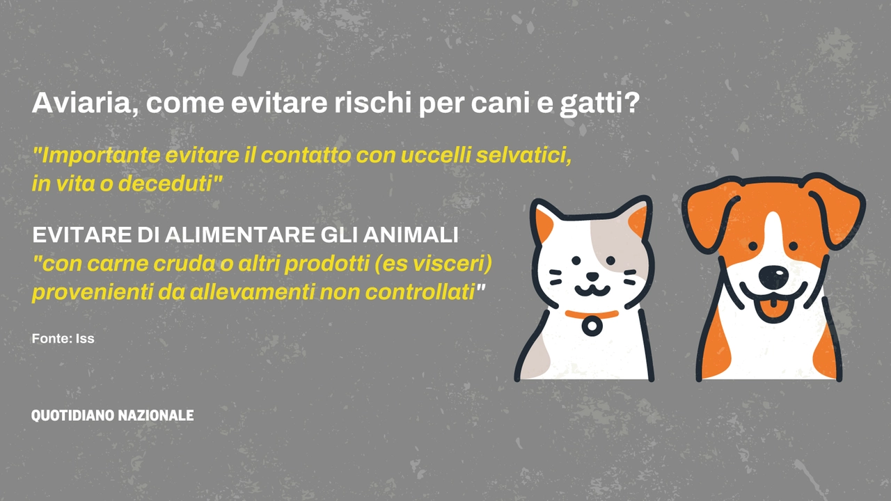 Aviaria e rischi per cani e gatti: i chiarimenti dell'Iss e dei veterinari