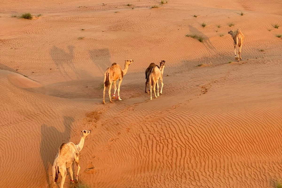 Deserto dell'Oman