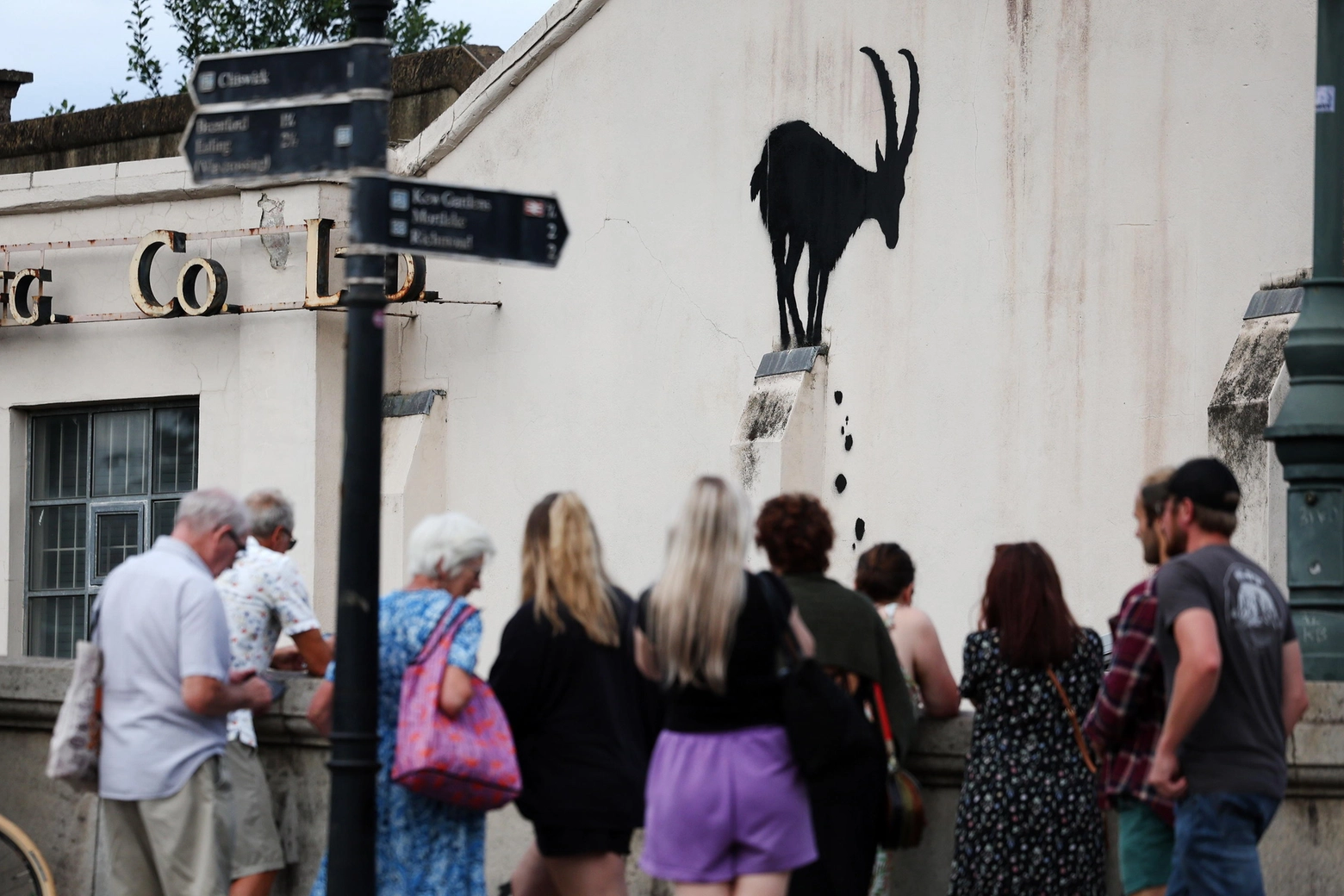 La capra su un muro di Londra: l'ultimo murale di Banksy, lo street artist più famoso del mondo, scoperto oggi su un edificio di Kew Bridge