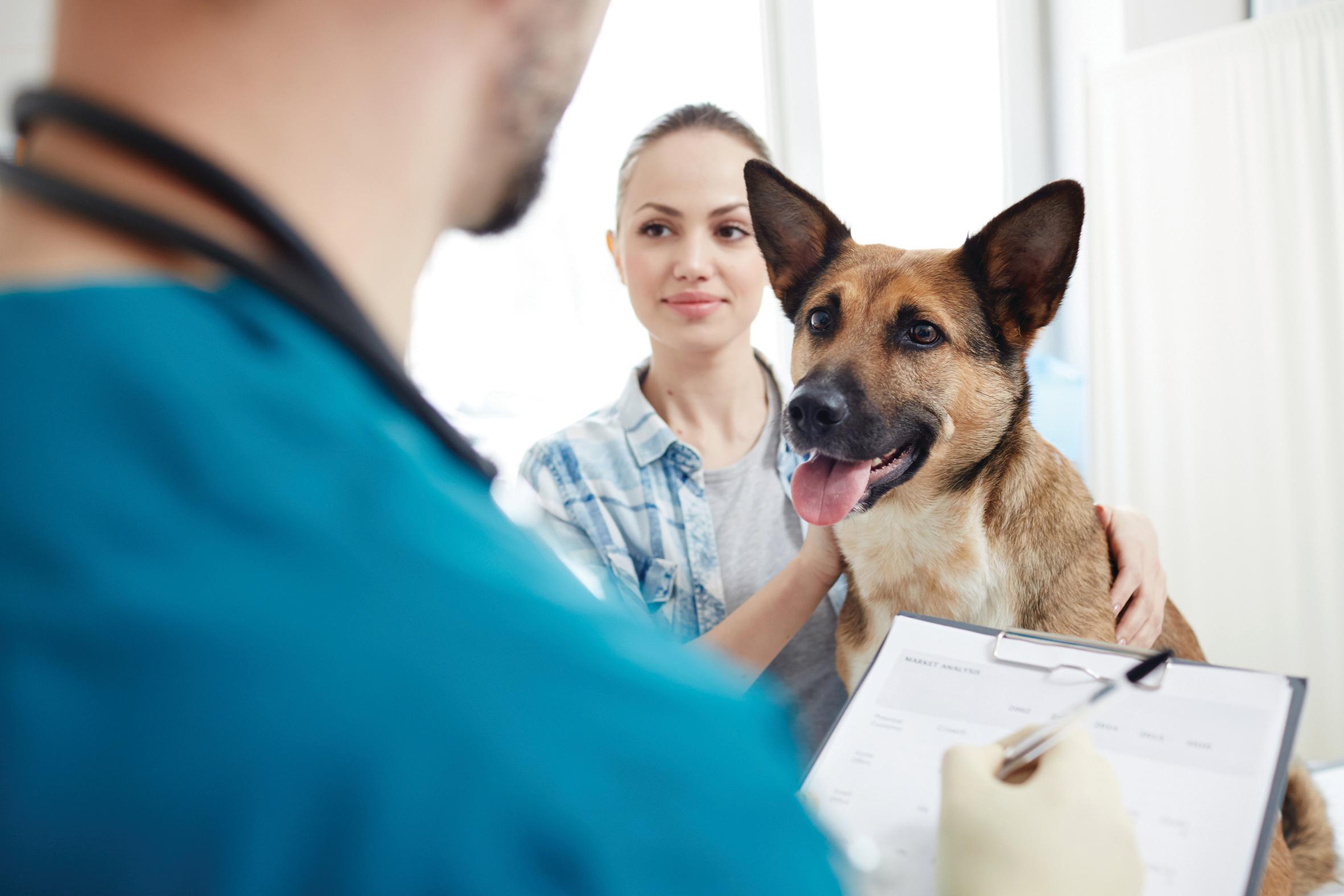 Animali domestici, aiuti per le spese veterinarie