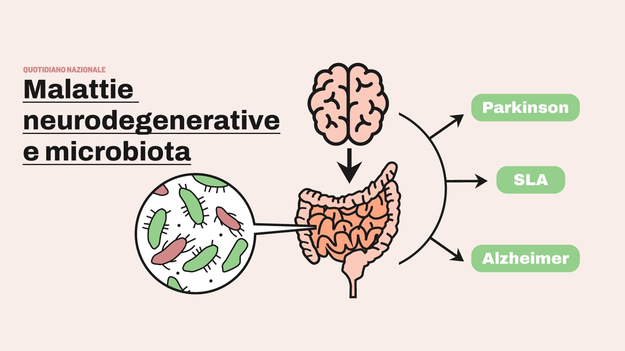 Microbiota e legame con Alzheimer, Parkinson e Sla. Prinzi: "Il super organo regola l'asse intestino-cervello"