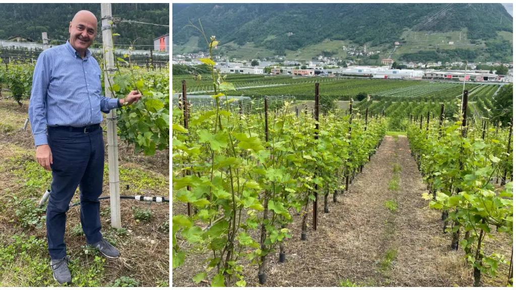 In Valtellina viticoltura eroica, ma con Grazia