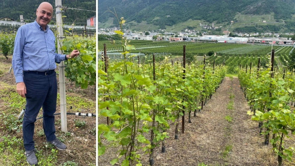 Paolo Oberti e i suoi vigneti