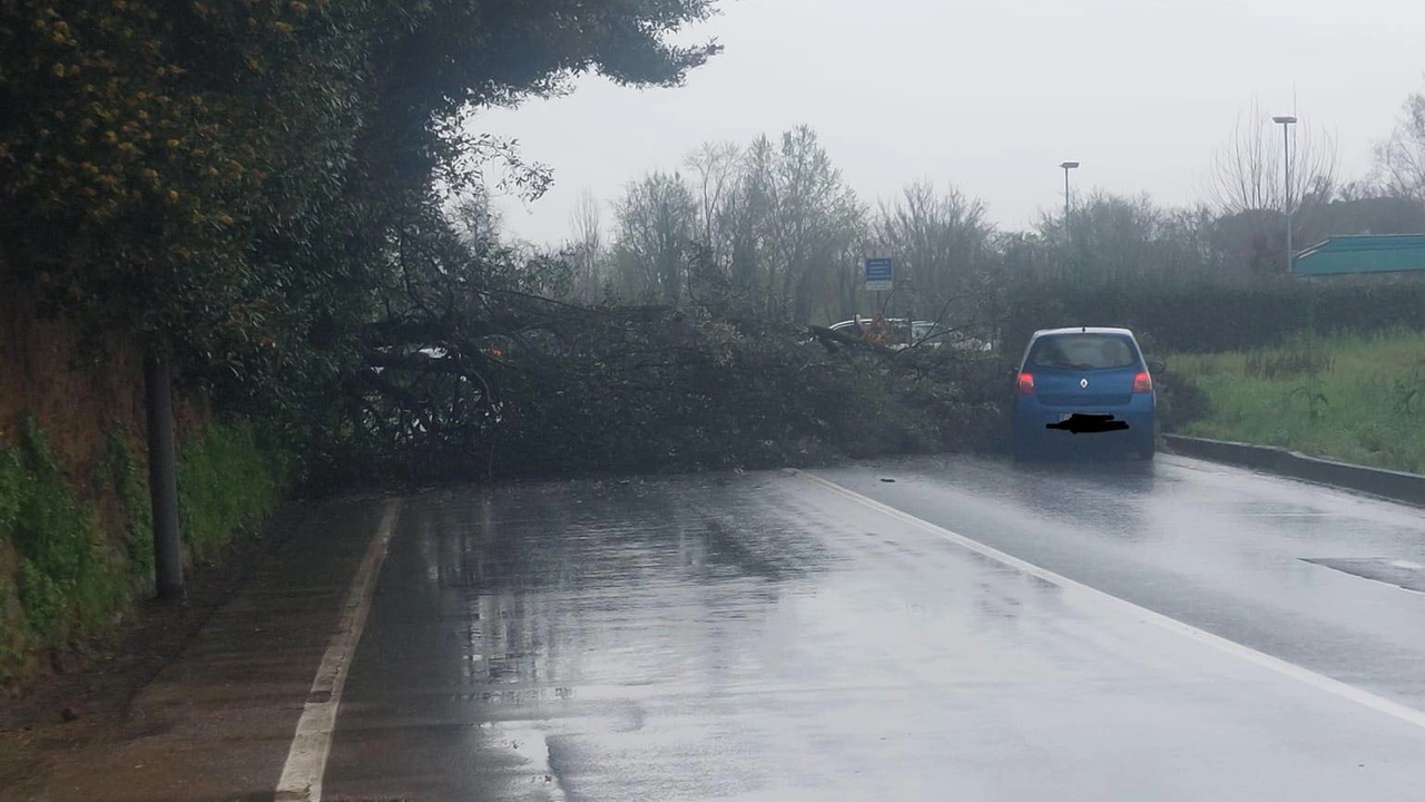 L'albero caduto a Poggio a Caiano