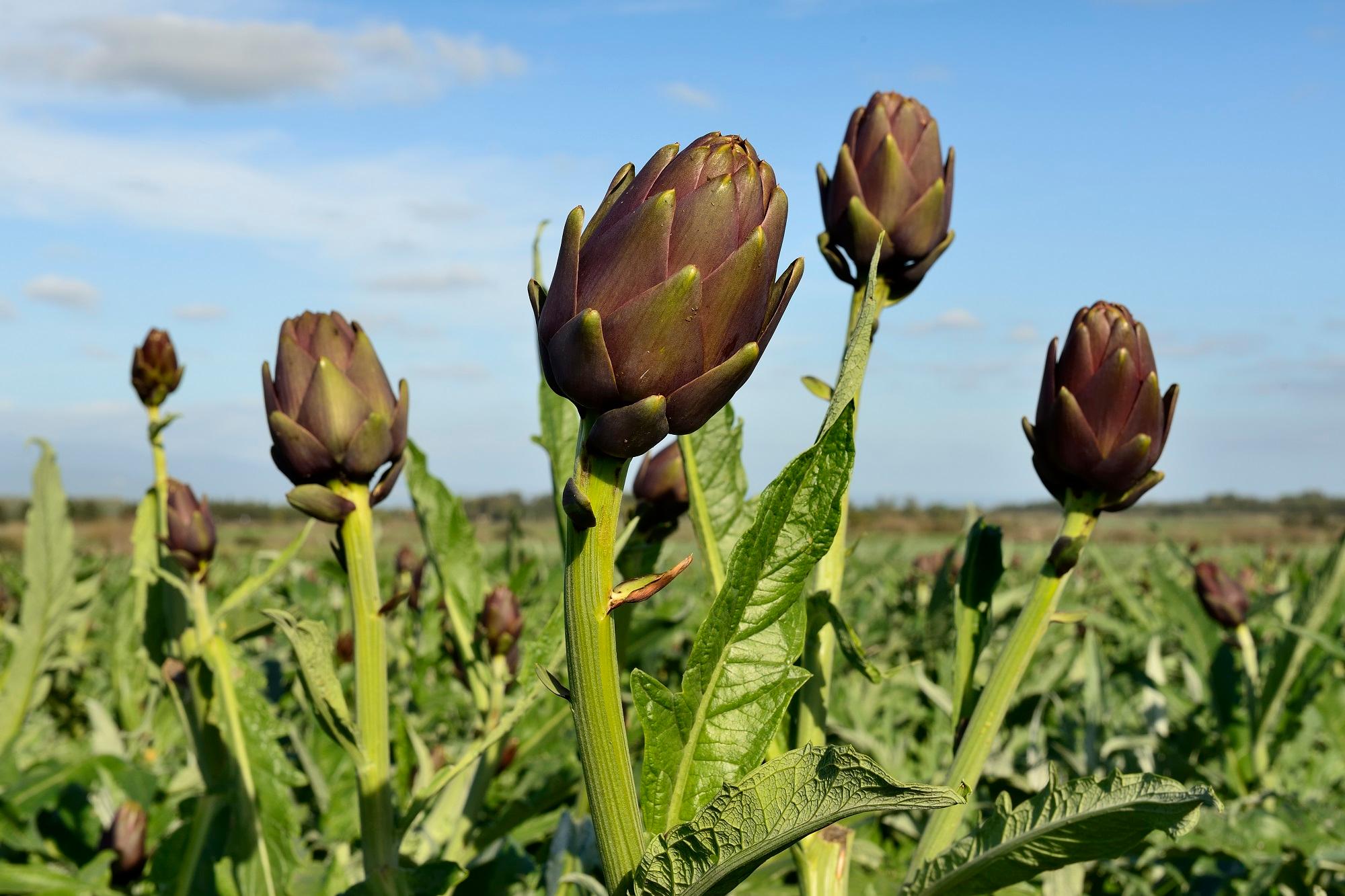 La Borsa della spesa: carciofi più convenienti. Arrivano le fragole