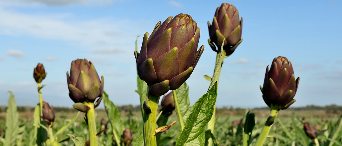 La Borsa della spesa: carciofi più convenienti. Arrivano le fragole