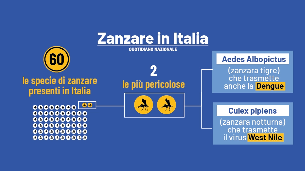 Zanzare, ecco quali sono le specie più pericolose in Italia