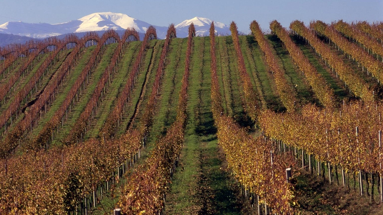 La più grande cantina marchigiana, pesano 38,5 milioni debiti