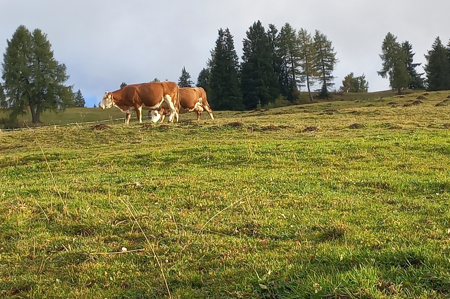 I pascoli all’Alpe di Siusi