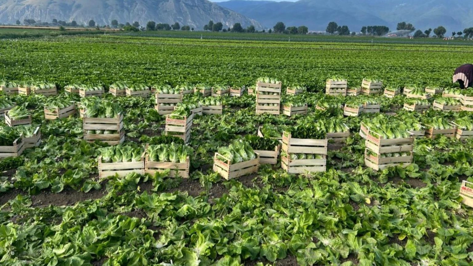 Stati generali green economy, per il clima -2,5% agricoltura