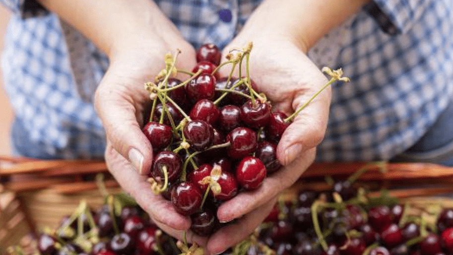 In Italia ne vengono coltivate circa 300 varietà: ecco come cambiano colore, grado di dolcezza e peso