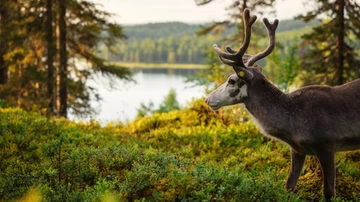 Sfida artica: vinci la Finlandia, segui la renna Vesku e vola gratis nella ‘Natura selvaggia’